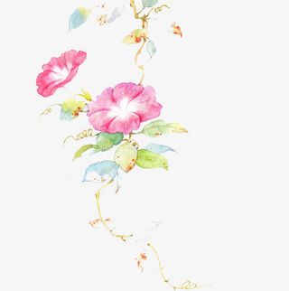 手绘牵牛花免抠