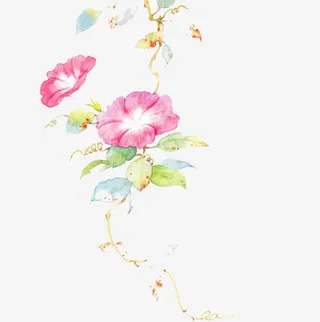 手绘牵牛花免抠