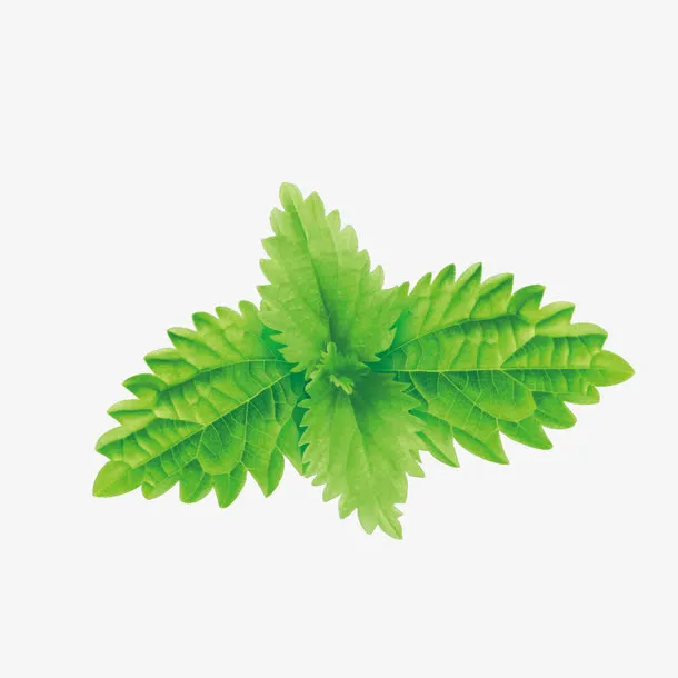 矢量绿色薄荷叶免抠