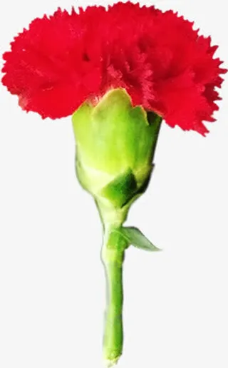 红色开放花朵元旦免抠