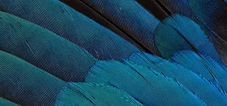 蓝色羽毛纹理背景高清