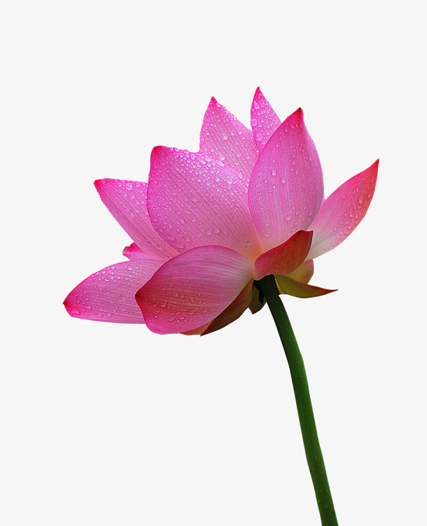 荷花免抠