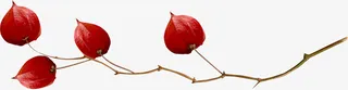 红色灯笼花免抠