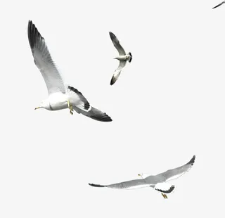 白色简约海鸥装饰图案免抠
