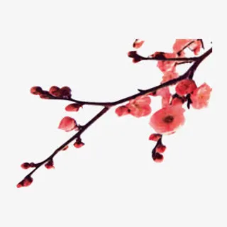 红色梅花免抠