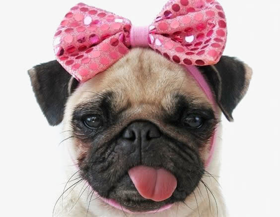 沙皮犬免扣PNG免抠