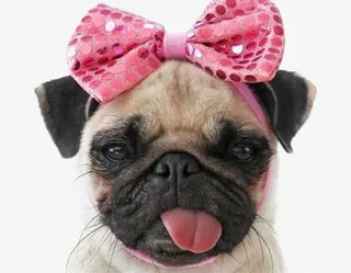 沙皮犬免扣PNG免抠