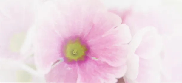盛开鲜花背景元素免抠