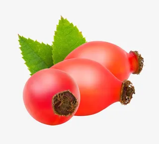 玫瑰果插画免抠