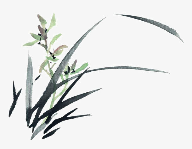 兰草免抠