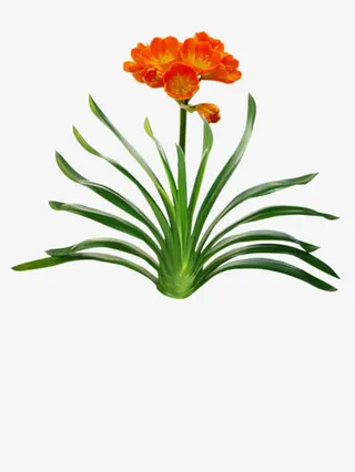 绽放的君子兰免抠