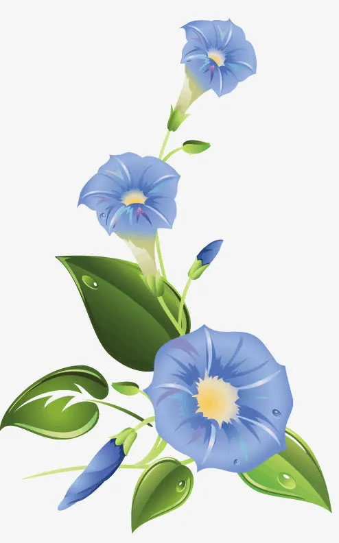 牵牛花免抠