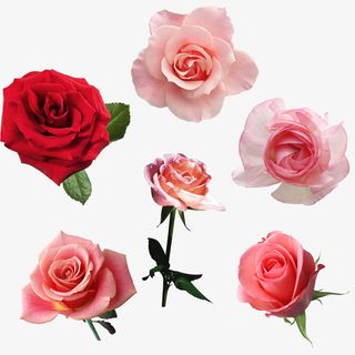 花 玫瑰 红 白 粉 黄粉色免抠