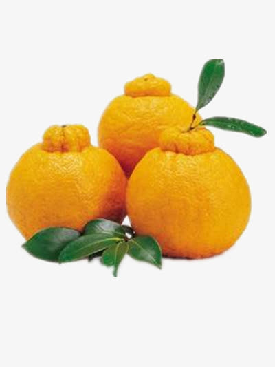 黄色丑橘免抠