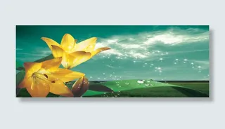 春天黄色百合花背景