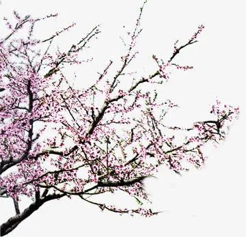 梅花免抠