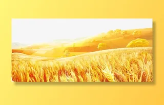 黄色的麦田免抠背景摄影风景元素