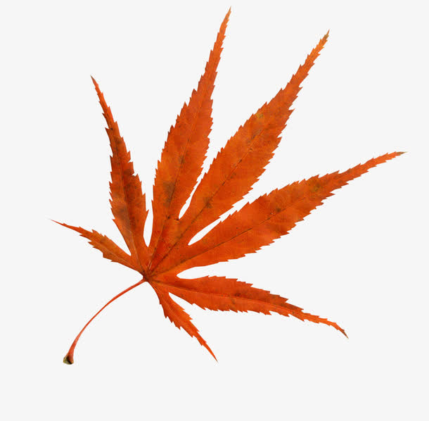 枫叶免抠