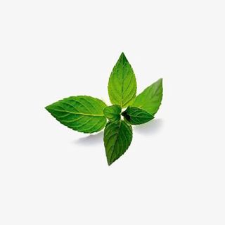 薄荷叶片免扣元素免抠