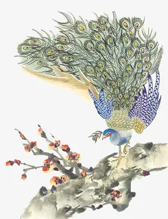 孔雀免抠 孔雀免抠