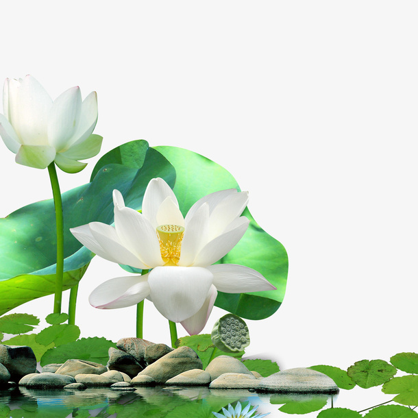 荷花免抠