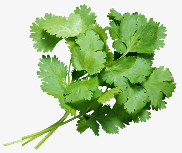 香菜免抠