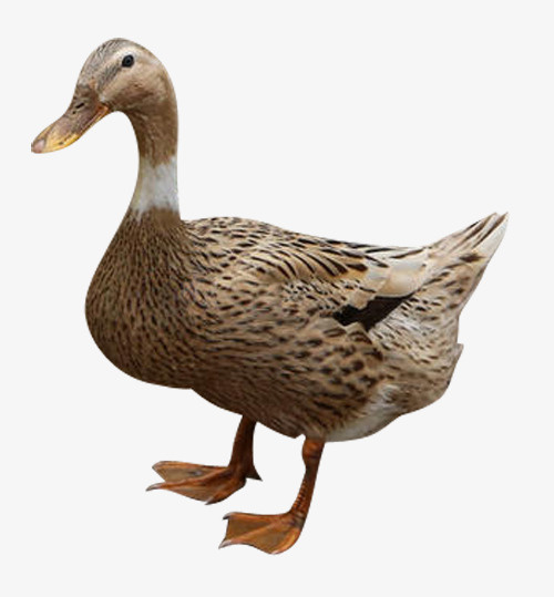 鸭 老鸭  抠好的鸭子免抠