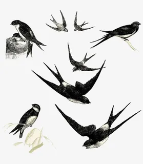飞翔的燕子插图免抠