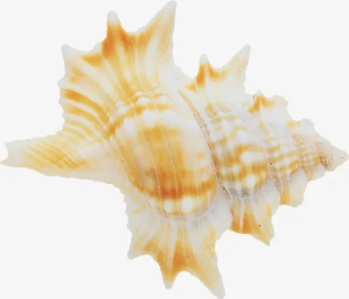 沙滩海螺免抠