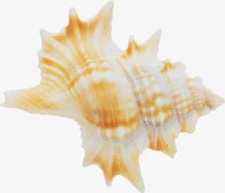 沙滩海螺免抠