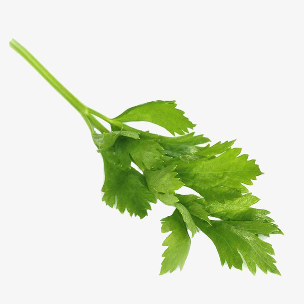 翠绿芹菜芹菜叶免抠