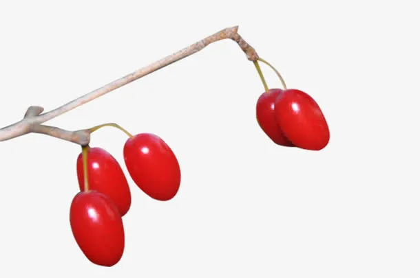 茱萸果实高清素材免抠