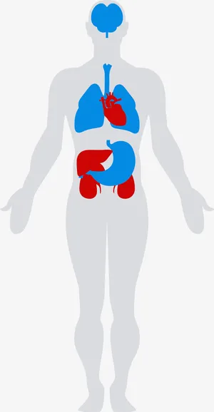 人体内部结构免抠