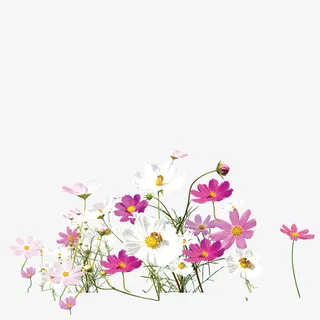 鲜花图案免抠 鲜花图案免抠