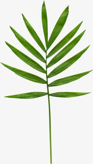 高清绿色叶子png素材免抠