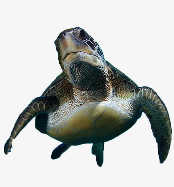 野生海龟免抠