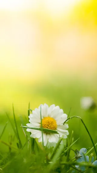 绿草地鲜花H5背景素材高清