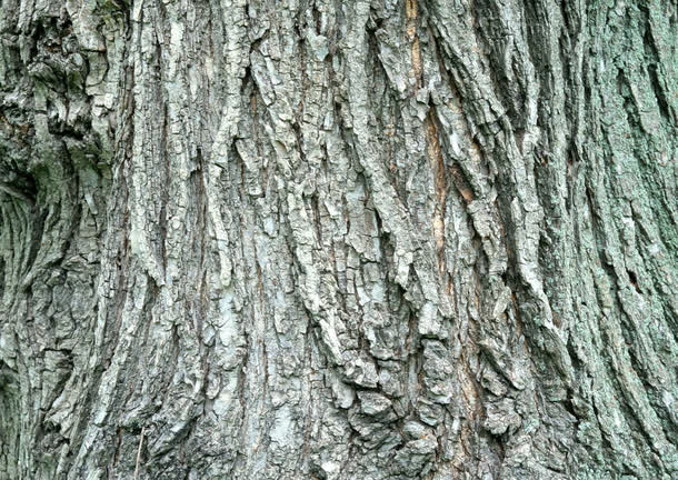 树皮免抠