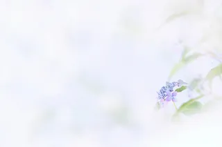 唯美意境花草植物免抠