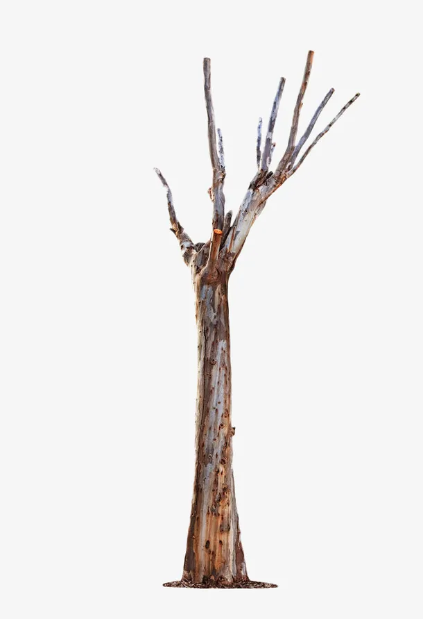 秋冬干枯的树木植物免抠