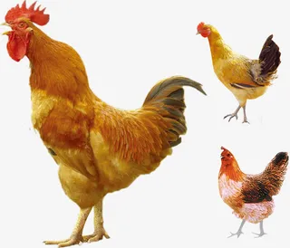 家禽动物psd素材免抠