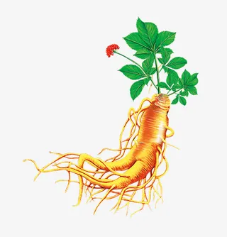 人参触须金色绿叶小花免抠