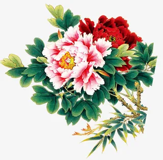两朵大牡丹免抠