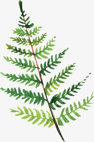 绿叶绿色叶子植物叶子免抠