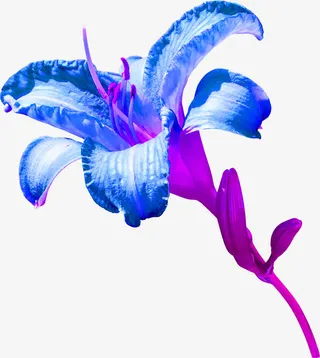 蓝色的花免抠