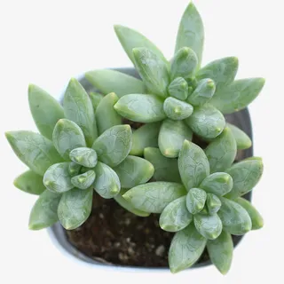 多肉植物蓝黛莲盆栽免抠