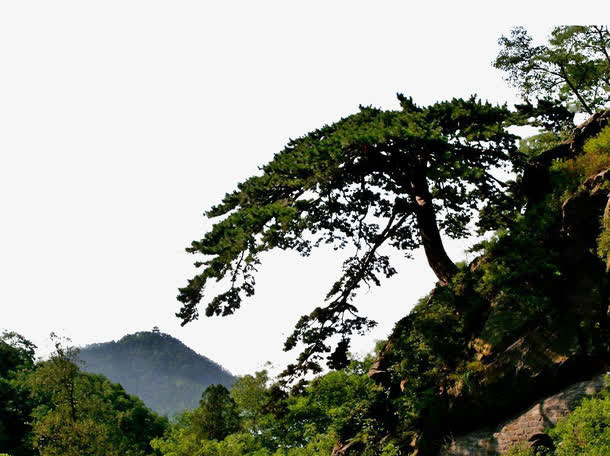 泰山迎客松免抠