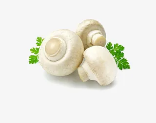 新鲜的圆蘑菇免抠