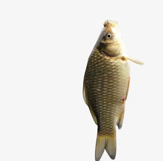 鱼的抠图鲫鱼免抠