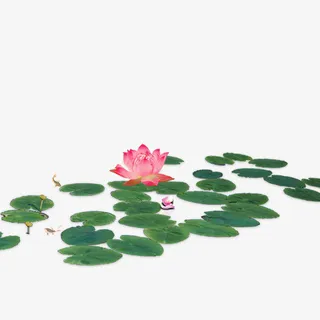 荷花免抠